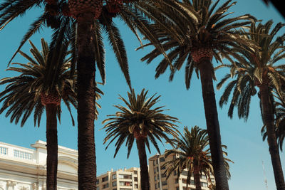 Low angle view of palm trees against clear sky