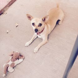 Portrait of a dog