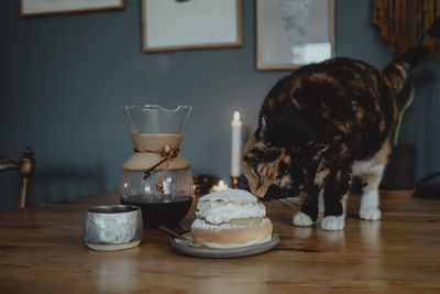 Cat licking semla bun on table