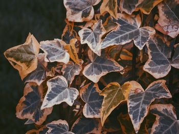 Close-up of dried leaves