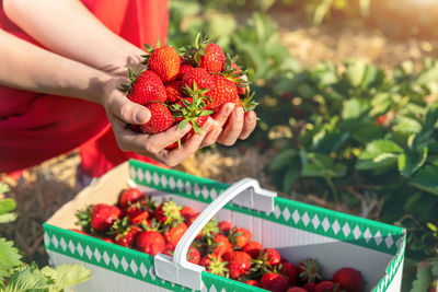 Cropped hand holding strawberries