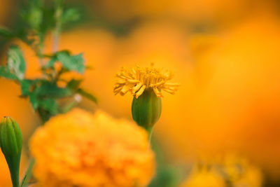 Close-up of orange flowering plant