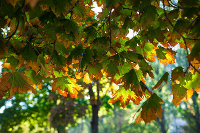 Close-up of autumn leaves