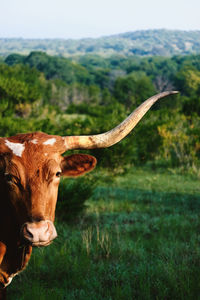 Cow in a field