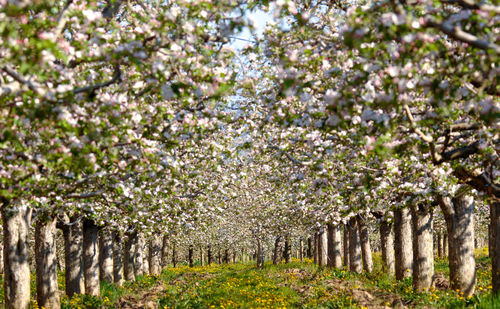 Trees growing on field