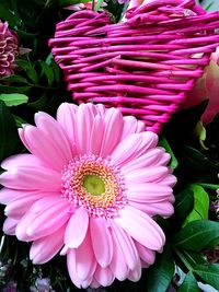 Close-up of pink flower