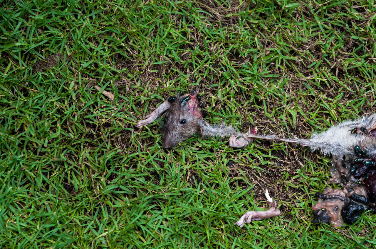 HIGH ANGLE VIEW OF LIZARD ON GRASS