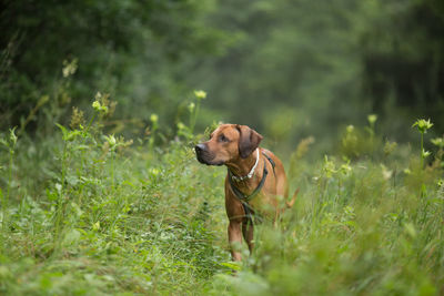 Dog standing amidst plants