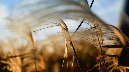 Close-up of crops on field against sky