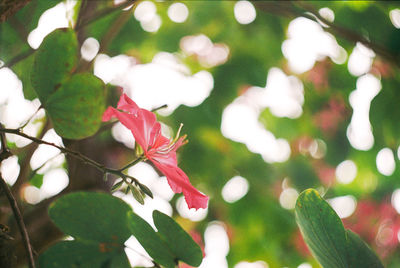 Close-up of flowers blooming on tree