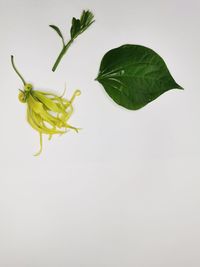 Close-up of green leaves on white background