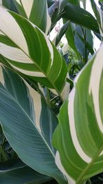 Close-up of green leaves