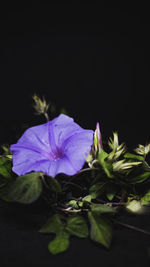 Close-up of purple flowering plant against black background