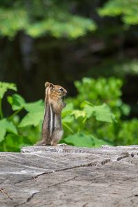 Squirrel sitting on wood