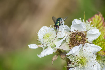 Close-up of bee on white flower