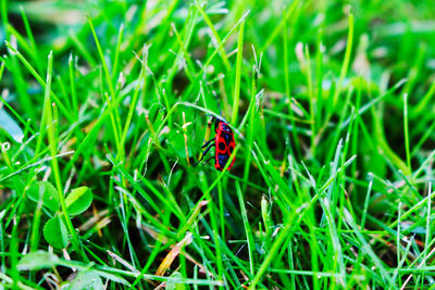 Close-up of ladybug on grass