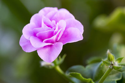Close-up of pink rose flower