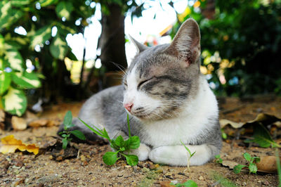 Close-up of a cat on field