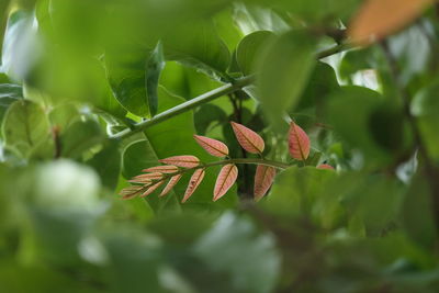 Close-up of red berries on plant