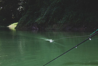 Scenic view of lake by trees