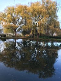 Reflection of trees in water