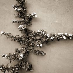 Close-up of white flowers