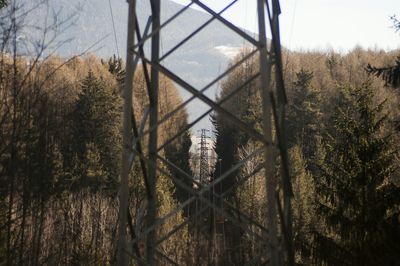 Bare trees in forest