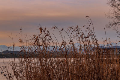 Grass growing on beach against sky during sunset