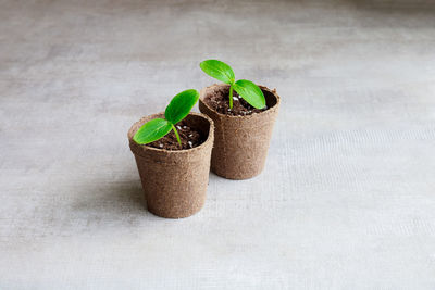 Close-up of potted plant