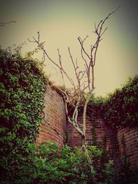 Ivy growing on tree against sky