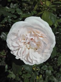 Close-up of white rose