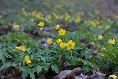 Close-up of yellow flowering plant on field