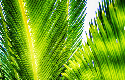 Close-up of palm tree leaves