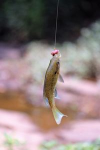 Dead fish hanging on fishing rod