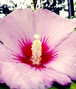 Close-up of pink flower blooming outdoors