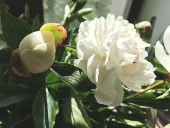 Close-up of white flowers