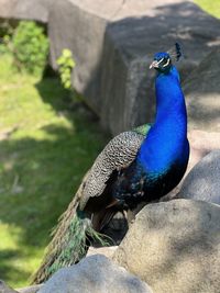 peacock