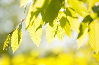 Close-up of yellow leaves on plant