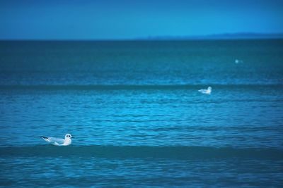 Seagull on a sea