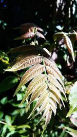 Close-up of dried leaves on plant