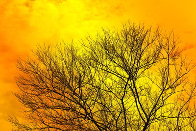 Close-up of yellow tree against sky