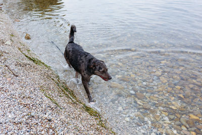 High angle view of dog running in lake