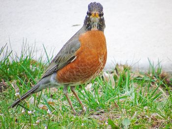 Close-up of a bird perching on a field