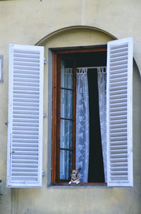 A dog looking out of a window