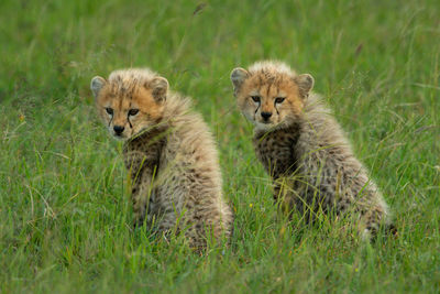 Two cheetah cubs sit together in grass