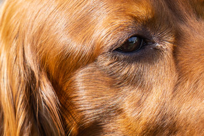 Close-up of a horse eye