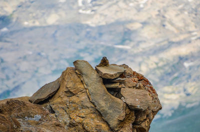 Close-up of rock by lake against mountain