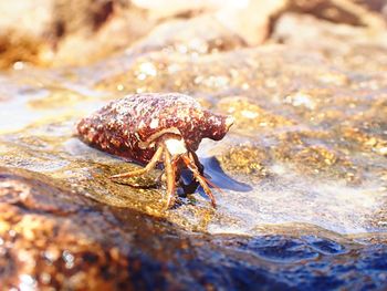 Close-up of crab on beach