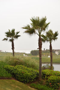 Scenic view of palm trees against clear sky
