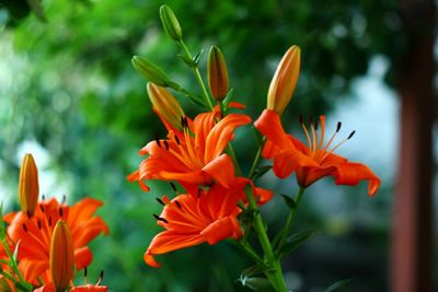 Close-up of orange flowering plant